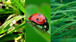Ladybird Samsung Star S5230 Wallpapers 240X400