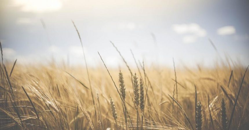 How Drones Will Revolutionize The Farming Industry How Drones Will Revolutionize The Farming Industry